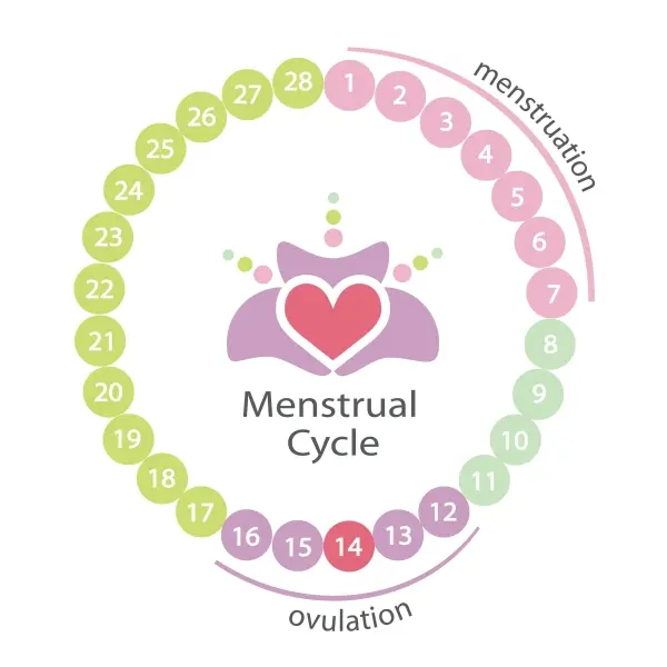 Fertility Solutions - YOUR FAQ FOR TODAY: At what time of the month is a woman  fertile? The most fertile time of a woman's cycle is just before or on the  day