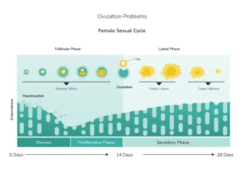 https://www.artfertilityclinics.com/uae/wp-content/uploads/sites/3/2023/12/ovulation_problems.webp